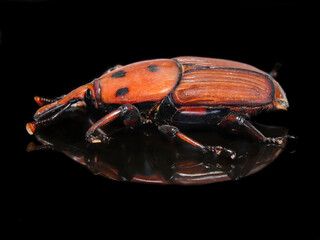 Palm Weevil side view