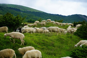 Grazing sheeps on a rainy day