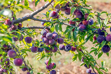 A lot of plums of the plum branch.