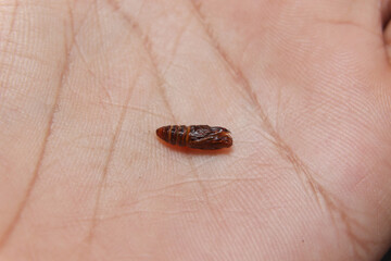 The handmaiden moth cocoon