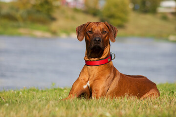 Rhodesian ridgeback dog in the park standing.	