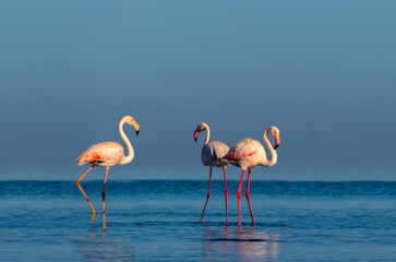Wild african birds. Group birds of pink african flamingos  walking around the blue lagoon on a sunny day.