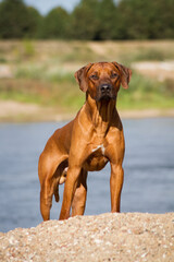 Rhodesian ridgeback dog in the park standing.