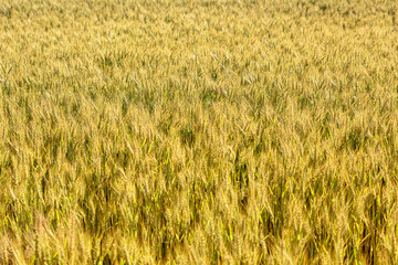 Golden wheat in a cultivated field, fresh and bright