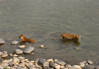 Tigress Paarwali and her cub in Ramganga river, Jim Corbett National Park