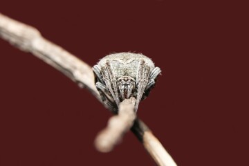 spotted ord Weaver spider eye