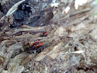 the red bug hid among the old rotten wood