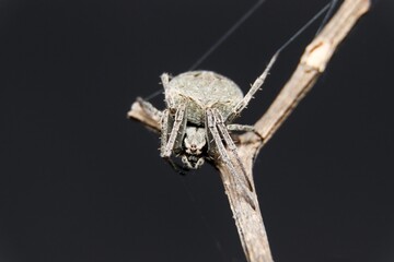 spotted ord Weaver spider webing
