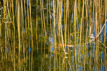 Obraz premium Grass in the water, reflection on the lake, nature background.