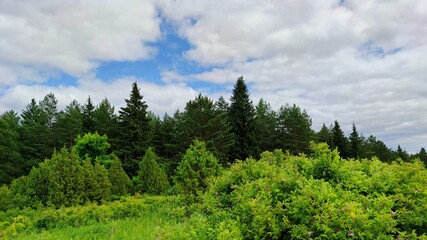 panorama near a forest with green shrubs and trees against a blue sky with clouds