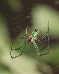 Orchard ord Weaver spider web