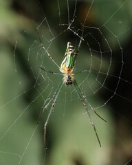 Orchard ord Weaver spider on web