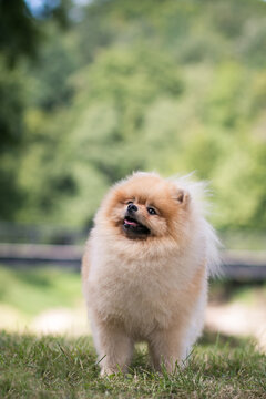 Beautiful pomeranian dog outside posing.