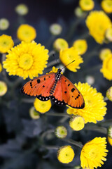 Monarch Butterfly (Danaus plexippus) on yellow flower
