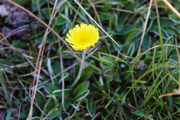 Cat's Ear Dandelion, perennial weed. On the mountain Bjelasnica.