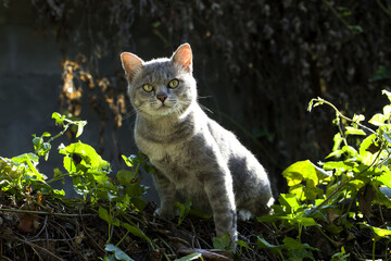 The cat sitting on A wooden fence looking for prey