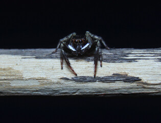 Jumping Spider (Hasarius adansoni) on a branch