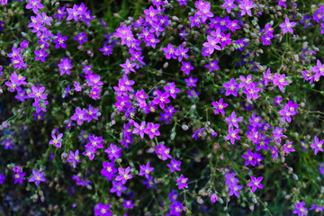Lots of small invasive purple flowers in one place. Beja, Portugal.