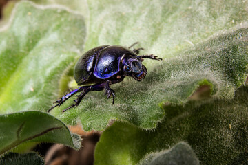 Dor beetle or spring dor beetle known as Trypocopris vernalis. Beetle on green leave.