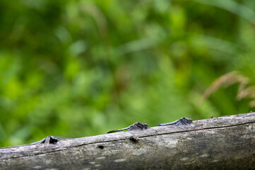 dragonflies on the tree