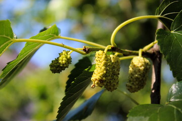 Close up of an immature white mulberry in the sun. Morus alba as white mulberry.