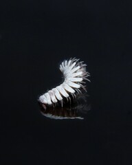 Hirudisoma Millipede Photo shoot