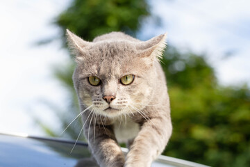 Fototapeta premium The Cat on car looking for prey