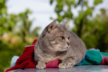 The Cat on car looking for prey