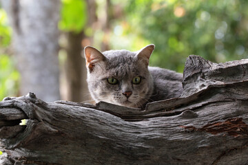 The cat sitting on A wooden fence looking for prey