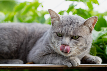 The Cat on The Table  Looking Away