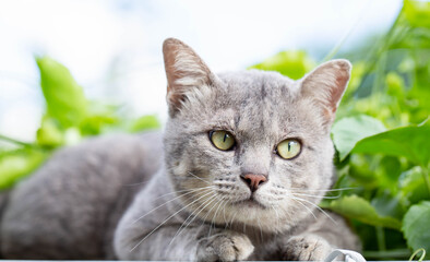 The Cat on The Table  Looking Away