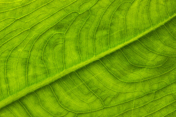 green leaf background