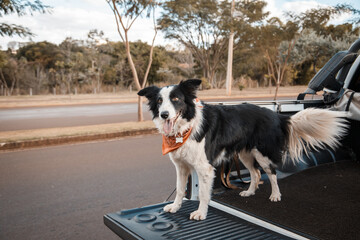 border collie dogs walking and playing in the park