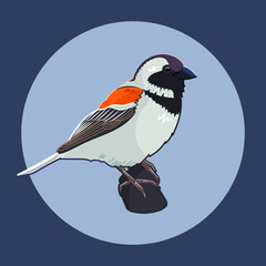 South African Cape Sparrow