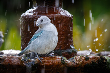 Blue bird in the fountain
