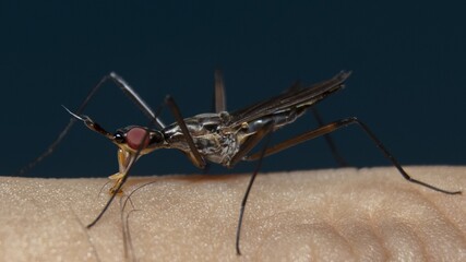 Cactus Flies (Neriidae) on finger