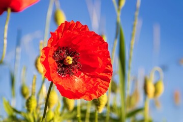 corn poppy