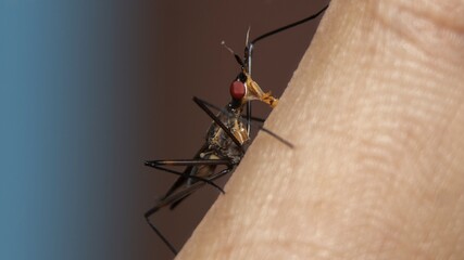 Cactus Flies (Neriidae) on finger