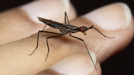 Cactus Flies (Neriidae) on finger