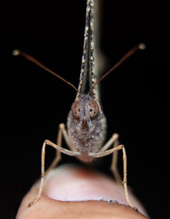 Butterfly sit on finger
