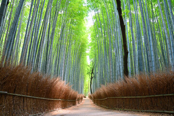 誰もいない京都嵯峨野の竹林の小径