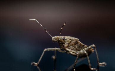 Brown Marmorated Stink Bug