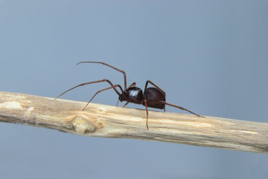 Brown Spitting Spider (Scytodes fusca) on a branch