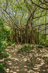Beautiful huge Banyan tree roots at the Blue Coast Trail, between the Meio Beach and the Cachorro Beach, in Fernando de Noronha, a Unesco World Heritage site, Pernambuco, Brazil
