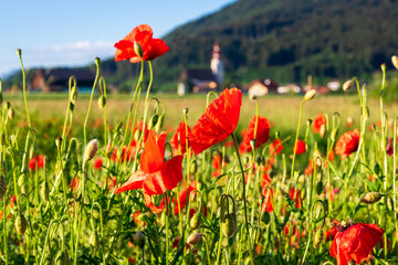 Fototapeta na wymiar corn poppies, irrsdorf, austria