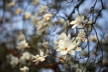 Blooming magnolia flowers