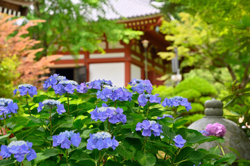Fototapeta na wymiar 久安寺の紫陽花
