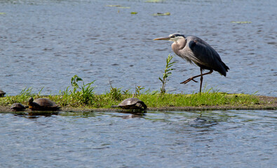 great blue heron ardea cinerea and turtle