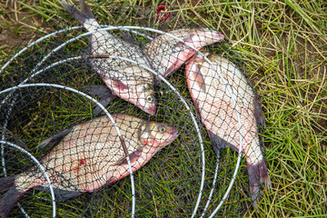 bream in a fishpond on the grass