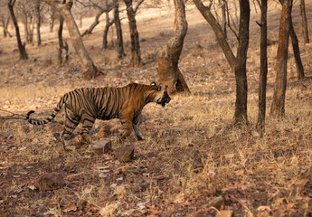 Obraz na płótnie Canvas Tiger cub walking in the jungle of Ranthambore Tiger Reserve